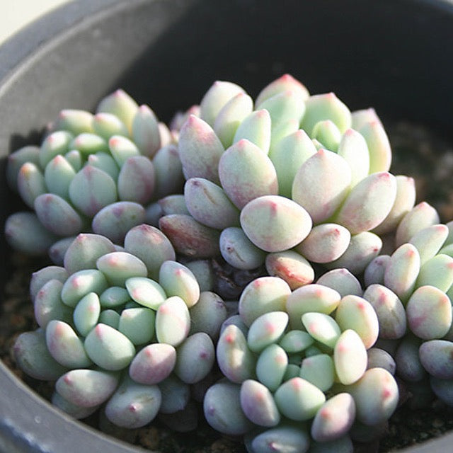 ***SPECIAL REQUEST***- Echeveria Amoena