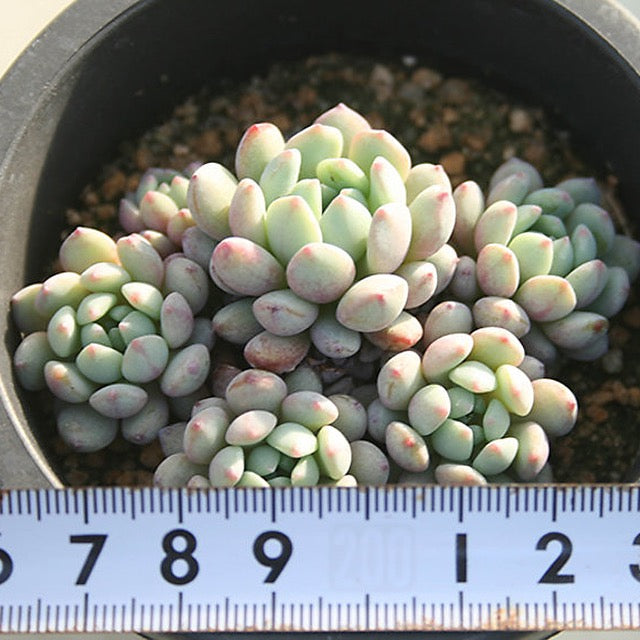 ***SPECIAL REQUEST***- Echeveria Amoena