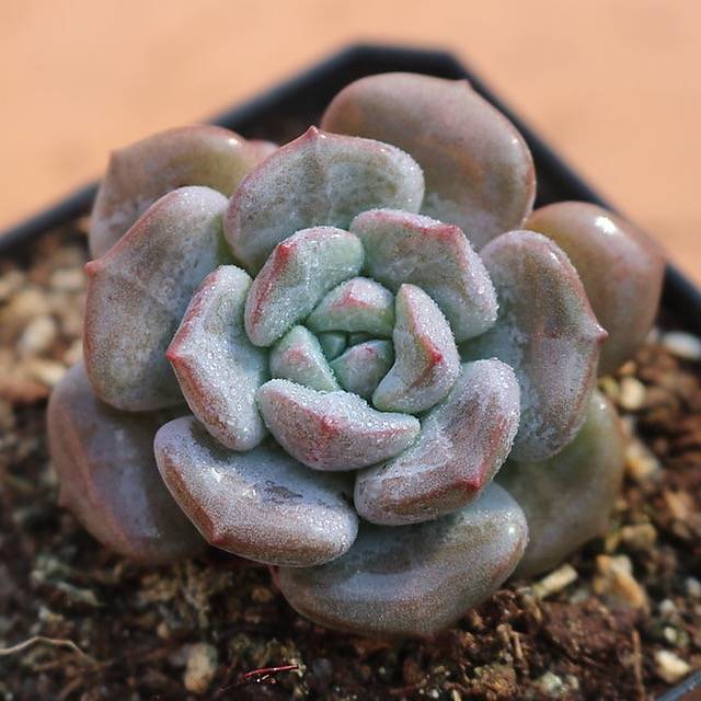 PRESALE Echeveria Subcorymbosa Lau Hybrid, (Random)