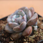 PRESALE Echeveria Subcorymbosa Lau Hybrid, (Random)