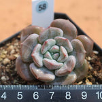 PRESALE Echeveria Subcorymbosa Lau Hybrid, (Random)