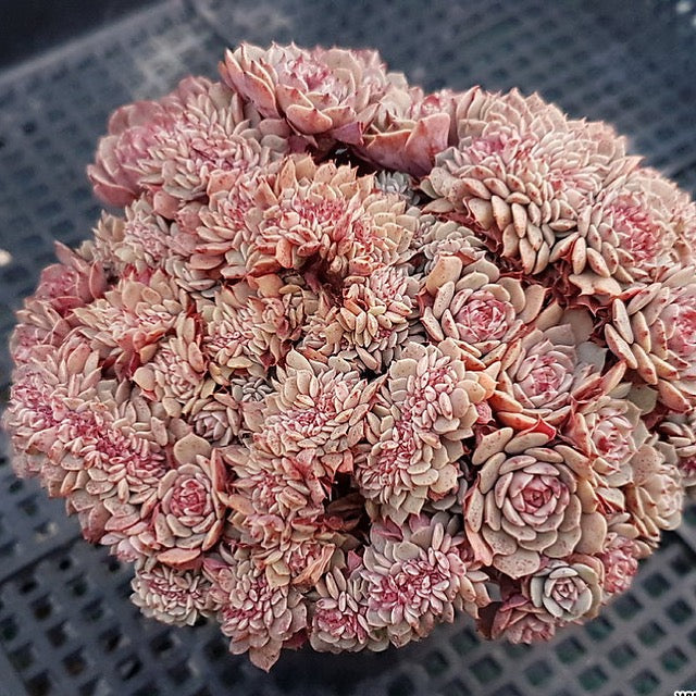 PRESALE Insane Echeveria Tuxpan Cristata, (Not so Random)