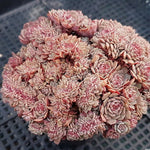 PRESALE Insane Echeveria Tuxpan Cristata, (Not so Random)