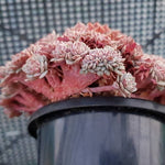 PRESALE Insane Echeveria Tuxpan Cristata, (Not so Random)