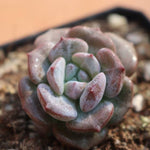 PRESALE Echeveria Subcorymbosa Lau Hybrid, (Random)