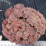 PRESALE Insane Echeveria Tuxpan Cristata, (Not so Random)
