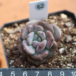 PRESALE Echeveria Subcorymbosa Lau Hybrid, (Random)