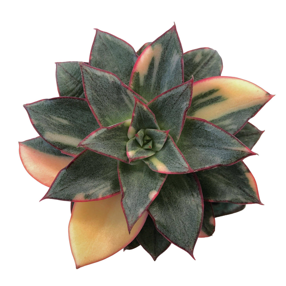 Echeveria Monocerotis, Variegata (Wrinkling underneath)