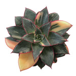 Echeveria Monocerotis, Variegata (Wrinkling underneath)