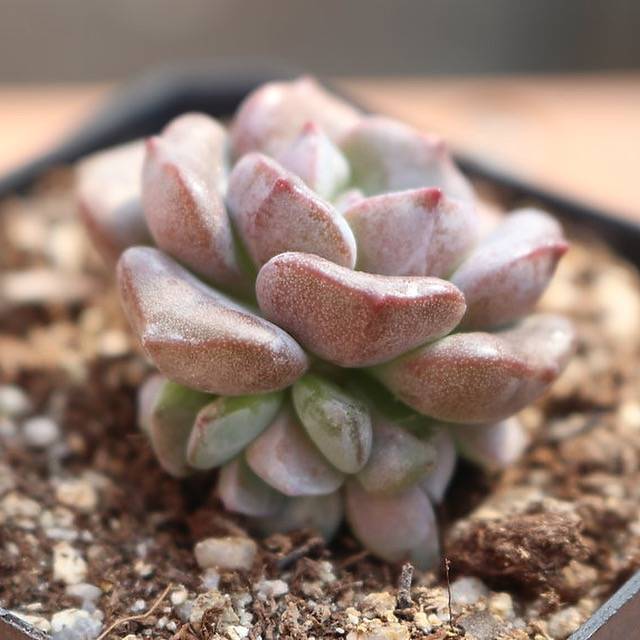 PRESALE Echeveria Subcorymbosa Lau Hybrid, (Random)