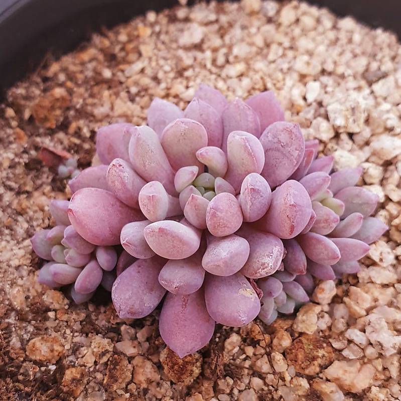 PRESALE Echeveria Amoena, (Random)