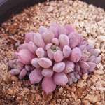 PRESALE Echeveria Amoena, (Random)