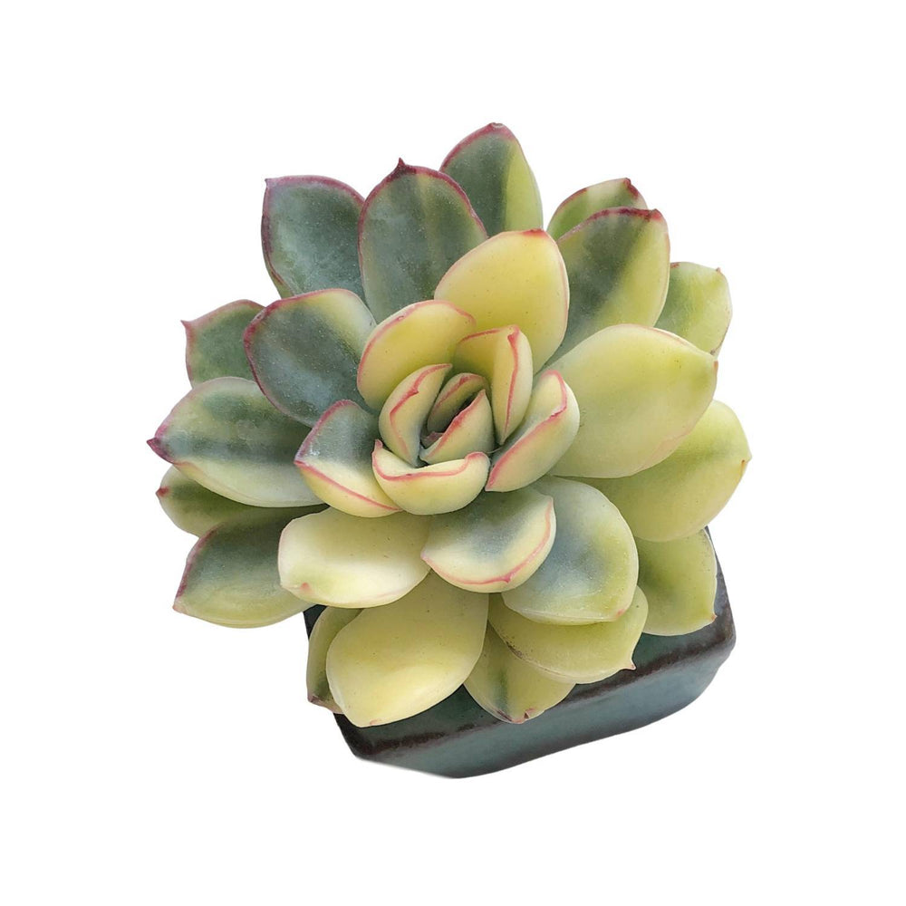 Echeveria Pulidonis, Variegata