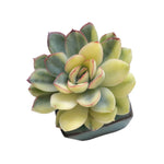 Echeveria Pulidonis, Variegata