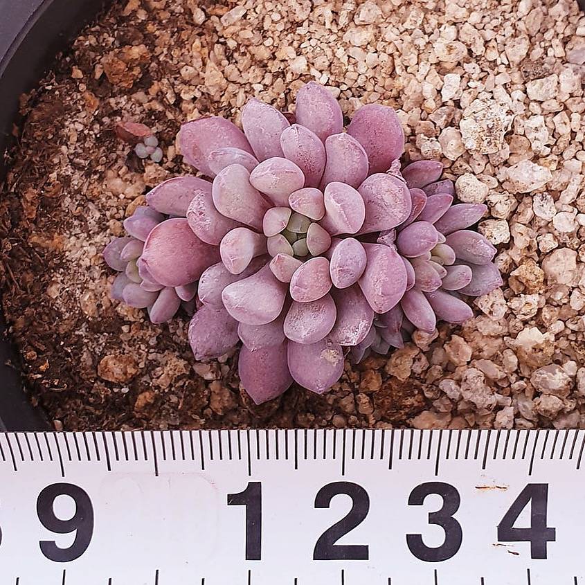 PRESALE Echeveria Amoena, (Random)