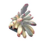 Cotyledon Orbiculata, Variegata (Long Narrow Leaf Form)