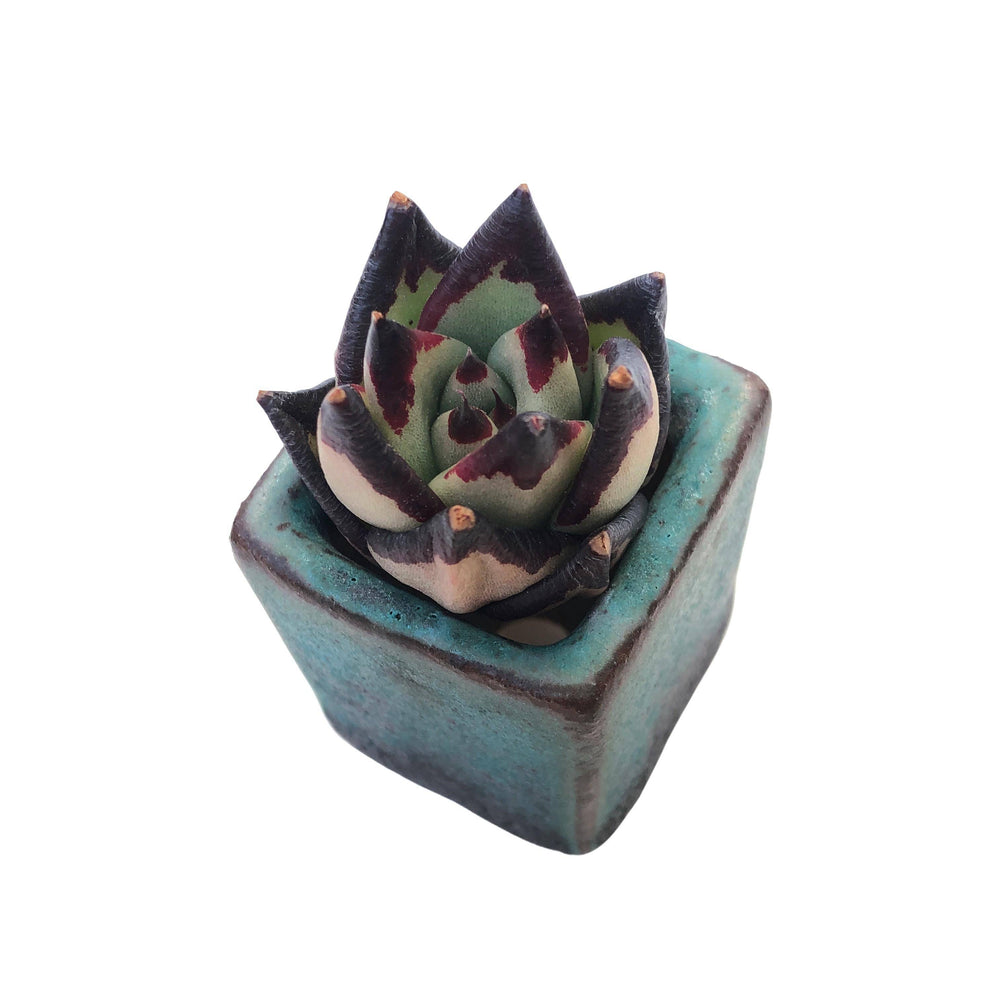 black king succulent Echeveria Agavoides 'Black King' (Thirsty)