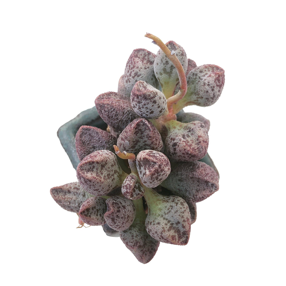 Adromischus Marianiae Coffee Beans, (Randomish)