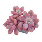 Echeveria Polari Heart