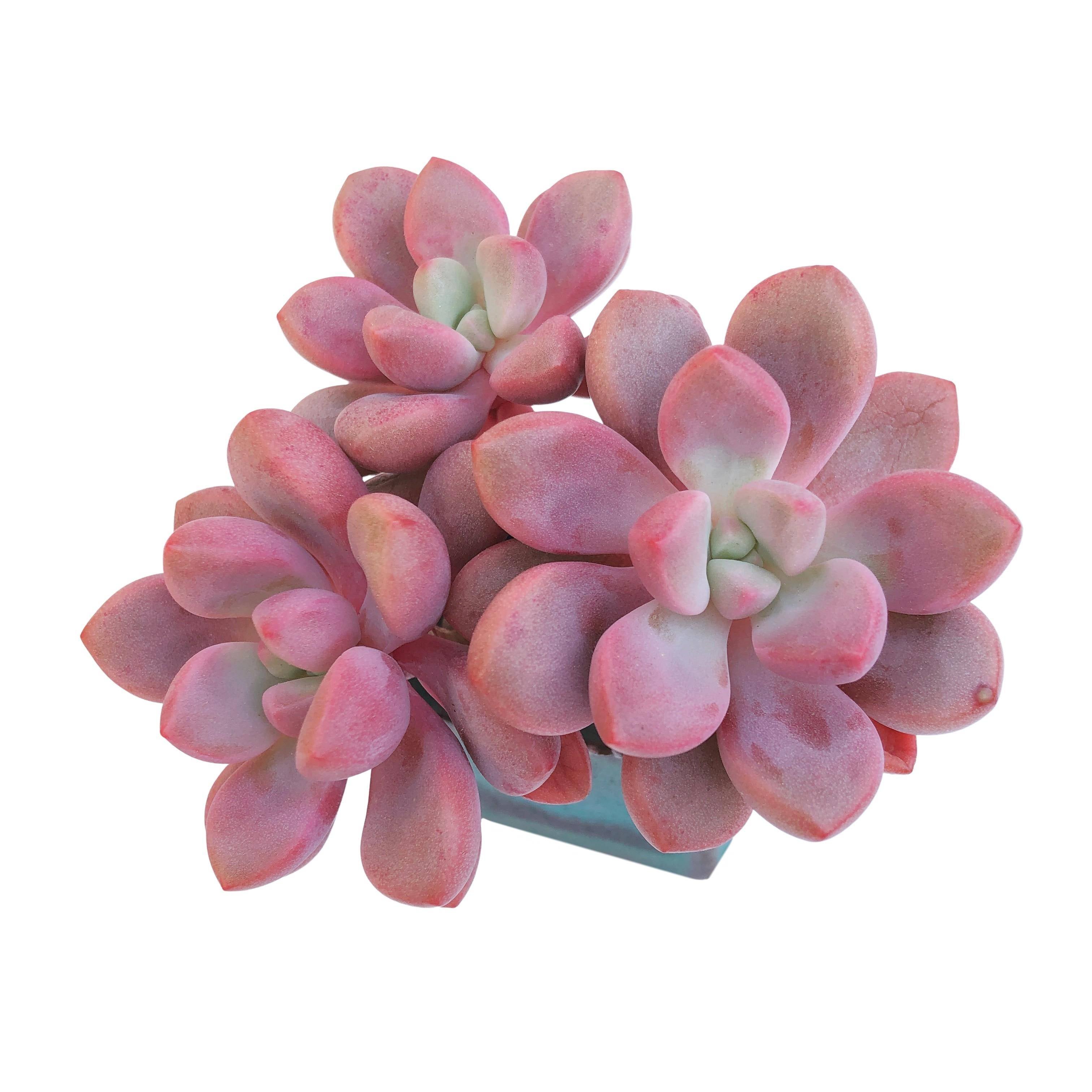 heart succulent echeveria cheyenne Echeveria Polari Heart – Cedar Creek Farmhouse