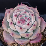 PRESALE Echeveria Pablo, (Random)