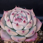 PRESALE Echeveria Pablo, (Random)