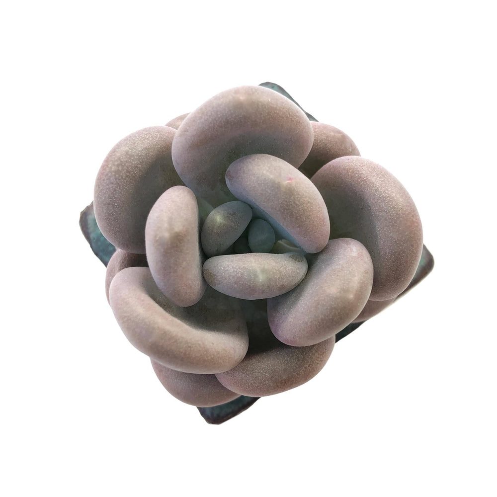 Pachyphytum Sp.