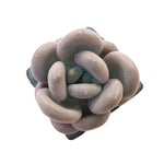 Pachyphytum Sp.