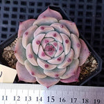 PRESALE Echeveria Pablo, (Random)