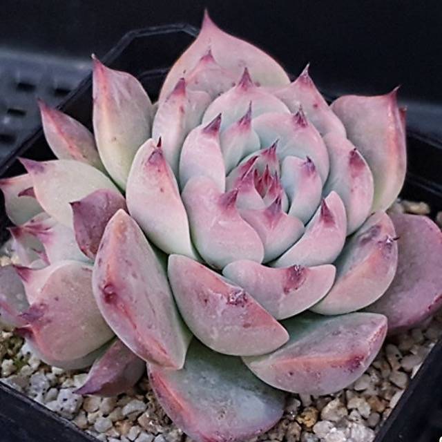 PRESALE Echeveria Pablo, (Random)