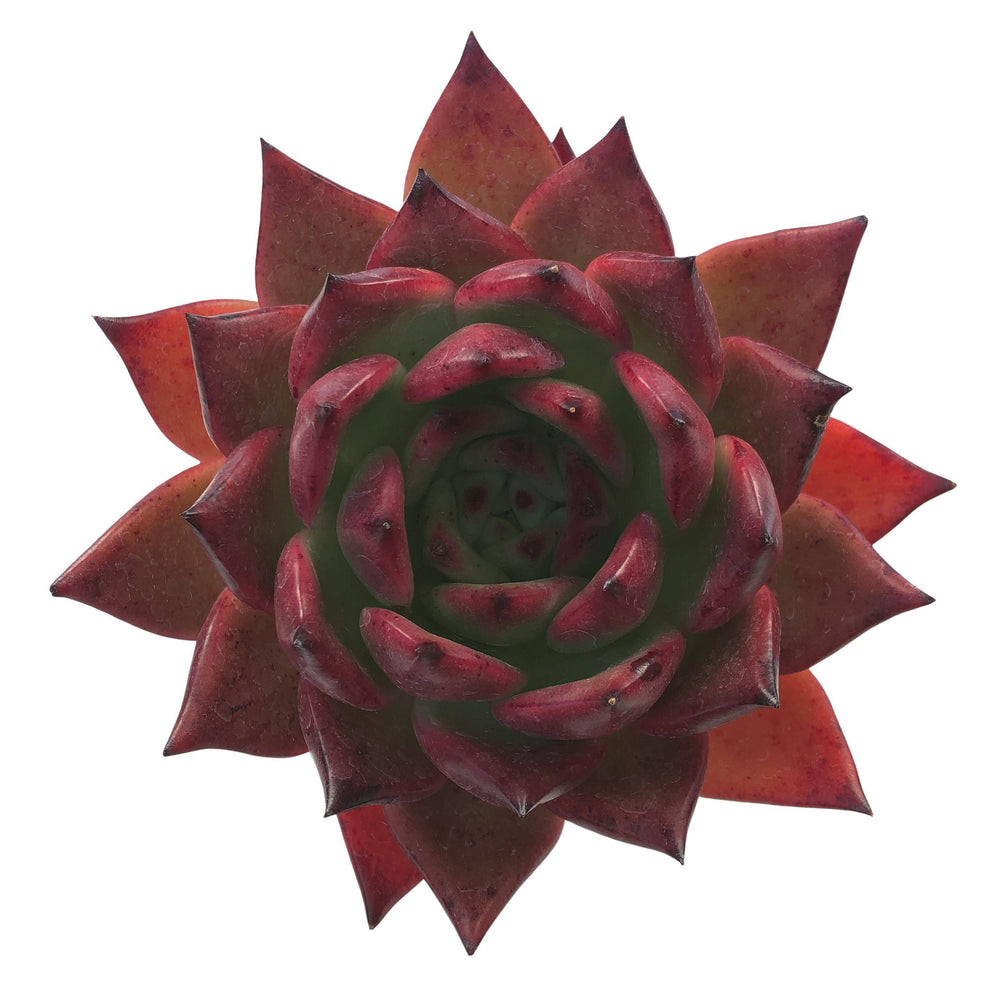 Echeveria Agavoides Sp., (Huge)