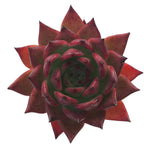 Echeveria Agavoides Sp., (Huge)