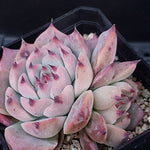 PRESALE Echeveria Pablo, (Random)