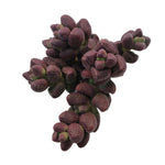 Crassula Elegans