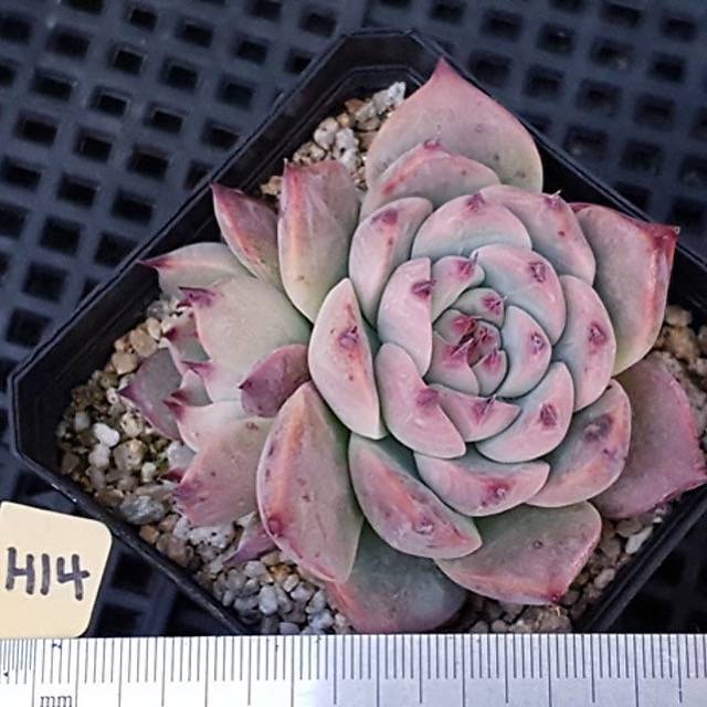 PRESALE Echeveria Pablo, (Random)