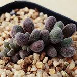 PRESALE Crassula Unknown, (Not so Random)