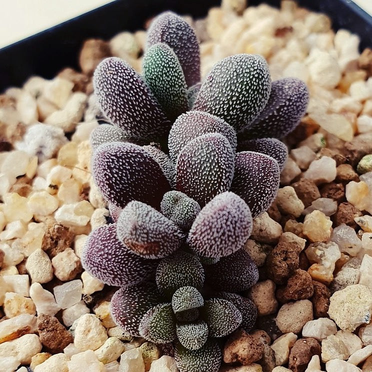 PRESALE Crassula Unknown, (Not so Random)