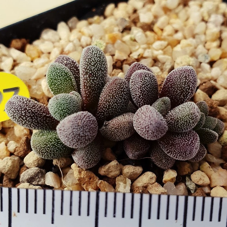 PRESALE Crassula Unknown, (Not so Random)