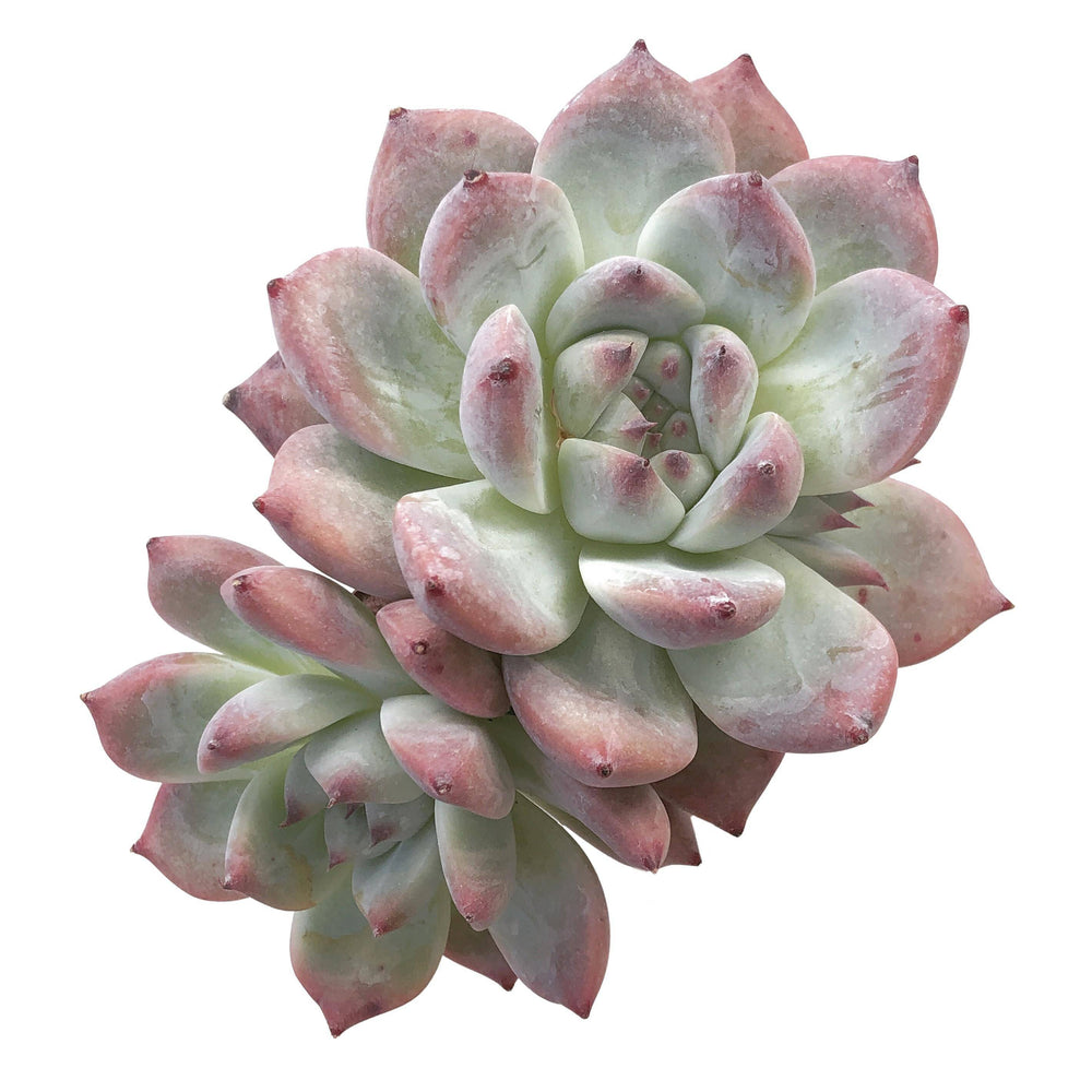 Echeveria Colorata Hybrid