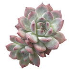 Echeveria Colorata Hybrid