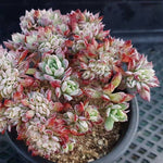 PRESALE Echeveria Bradburiana Cristata, (Not so Random)