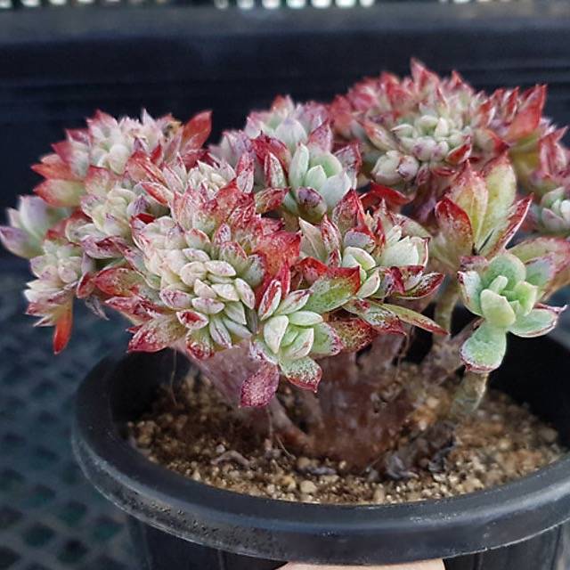 PRESALE Echeveria Bradburiana Cristata, (Not so Random)