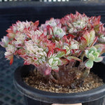 PRESALE Echeveria Bradburiana Cristata, (Not so Random)