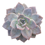 Echeveria Bianca, Large