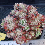 PRESALE Echeveria Bradburiana Cristata, (Not so Random)