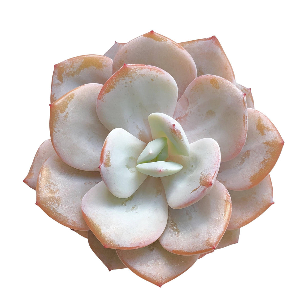Echeveria Cream Tea, Large