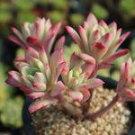 PRESALE Graptoveria Mini Belle, Variegata, (Not so Random)