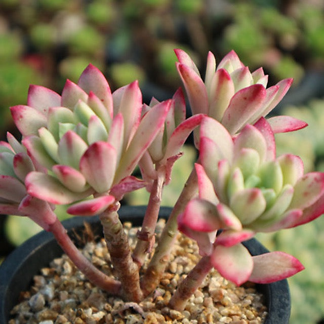 PRESALE Graptoveria Mini Belle, Variegata, (Not so Random)