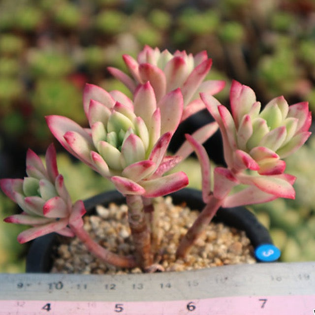 PRESALE Graptoveria Mini Belle, Variegata, (Not so Random)