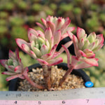 PRESALE Graptoveria Mini Belle, Variegata, (Not so Random)